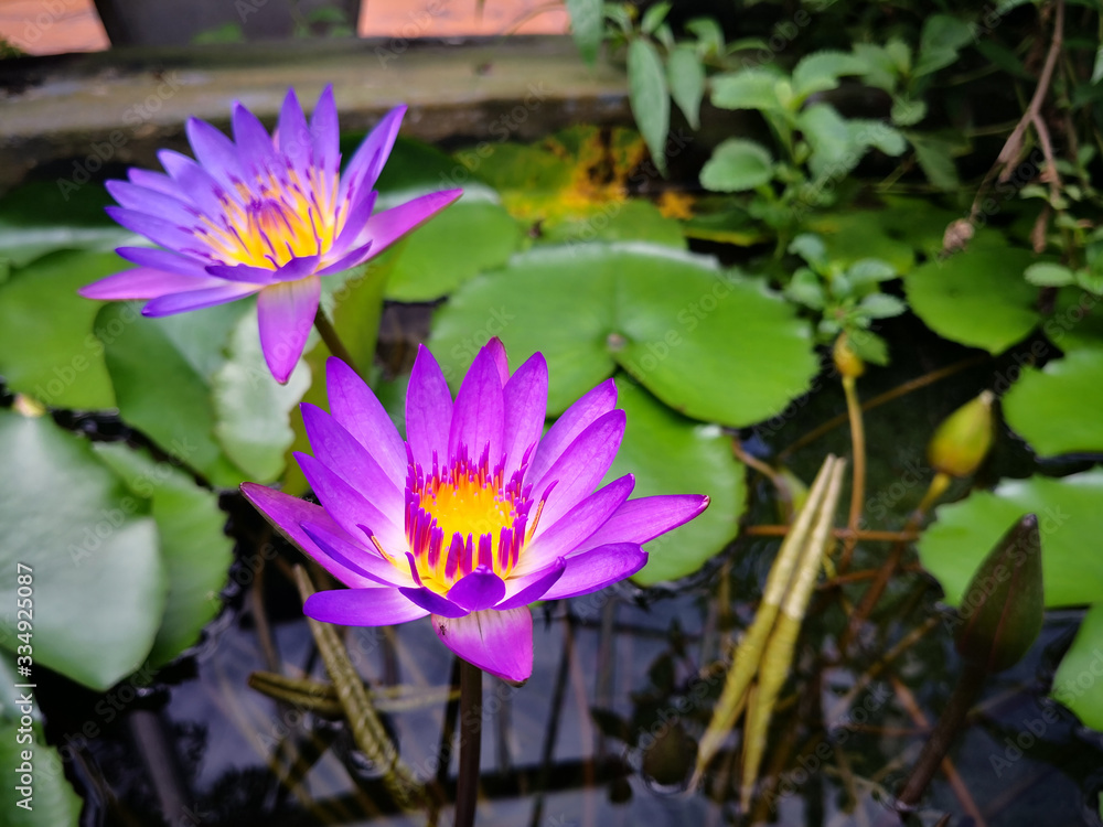 A closeup shot of a beautiful lotus flower A closeup shot of a beautiful lotus flower
