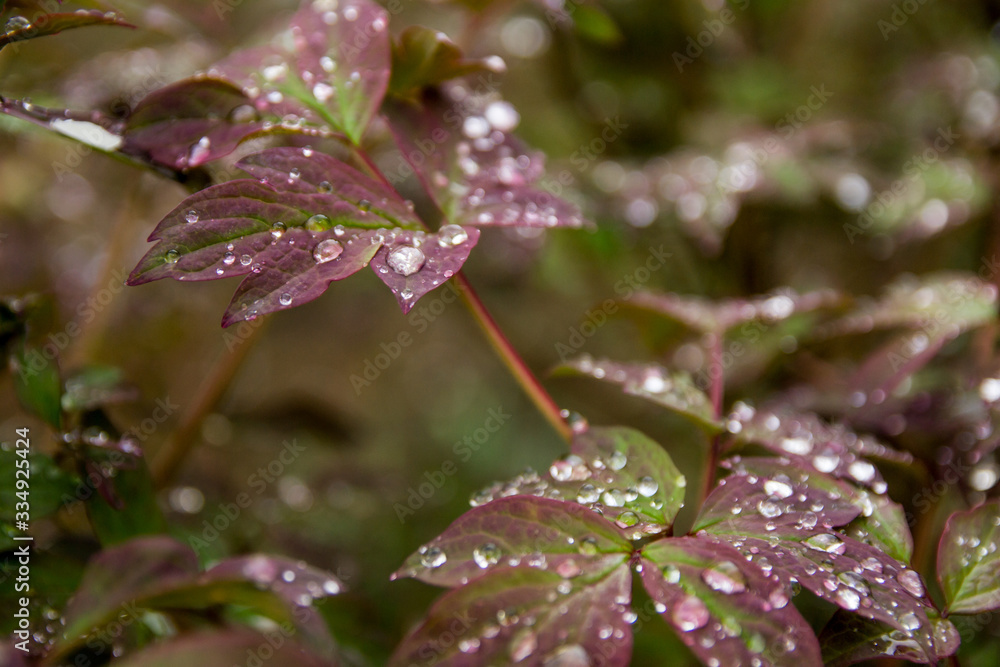 Water drops on a leaf, green leaves on bushes .Morning dew Water drops on a leaf, green leaves on bushes .Morning dew
