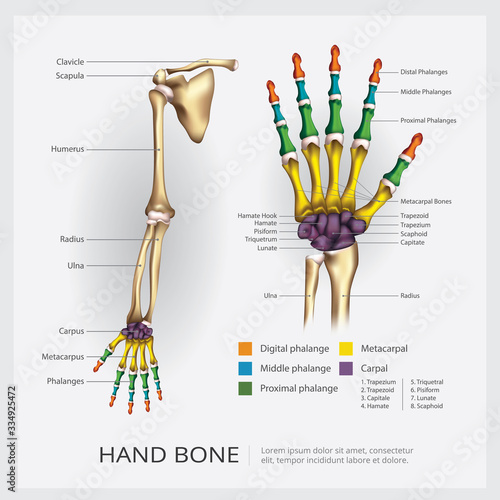 Hand Bone Vector Illustration
