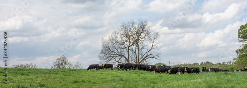 Quadro em tela Black baldy herd in spring pasture panorama