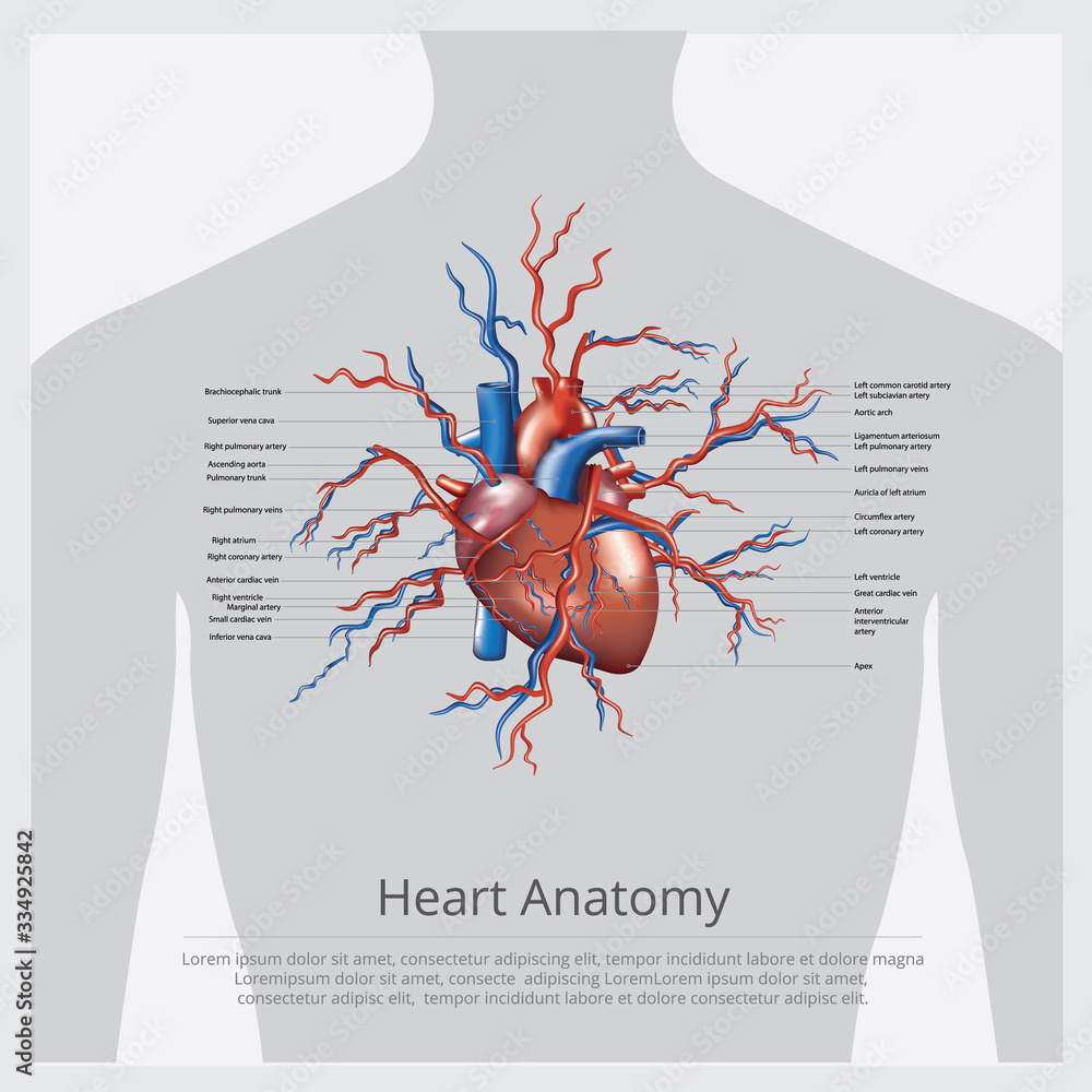 Heart Anatomy Vector Illustration Stock Vector | Adobe Stock