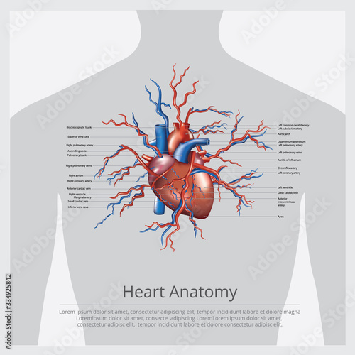 Heart Anatomy Vector Illustration