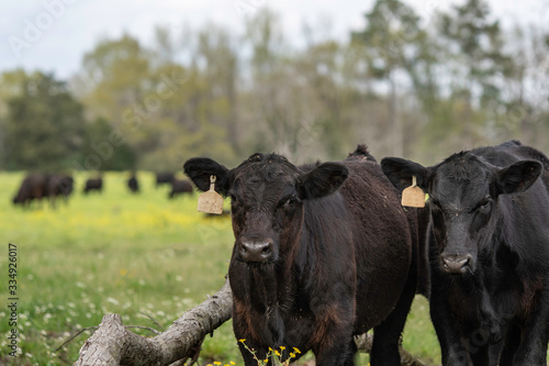 Valokuva Two Angus calves in springtime