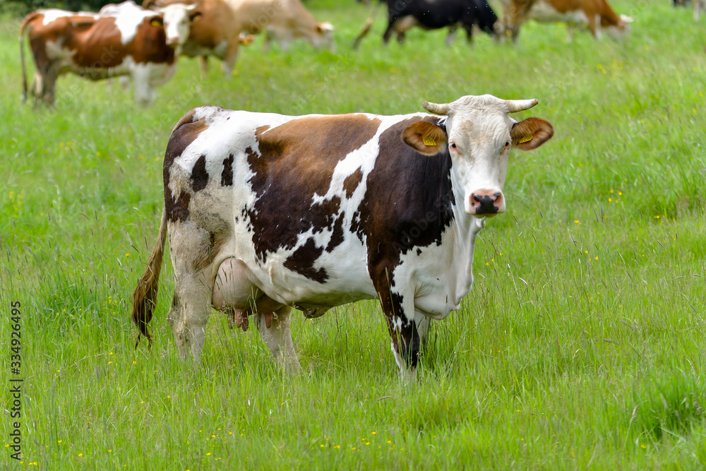 cows on green field cows on green field