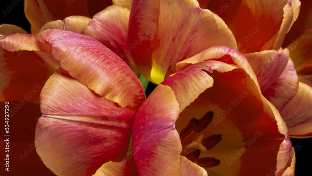 BeautifulTulip Flower background. Blooming roses flower open, time lapse, close-up. Wedding backdrop, Valentine's Day concept. Bouquet on black backdrop, closeup. BeautifulTulip Flower background. Blooming roses flower open, time lapse, close-up. Wedding backdrop, Valentine's Day concept. Bouquet on black backdrop, closeup.