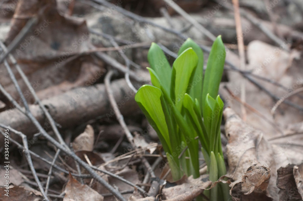 Allium ursinum young leaves Allium ursinum young leaves
