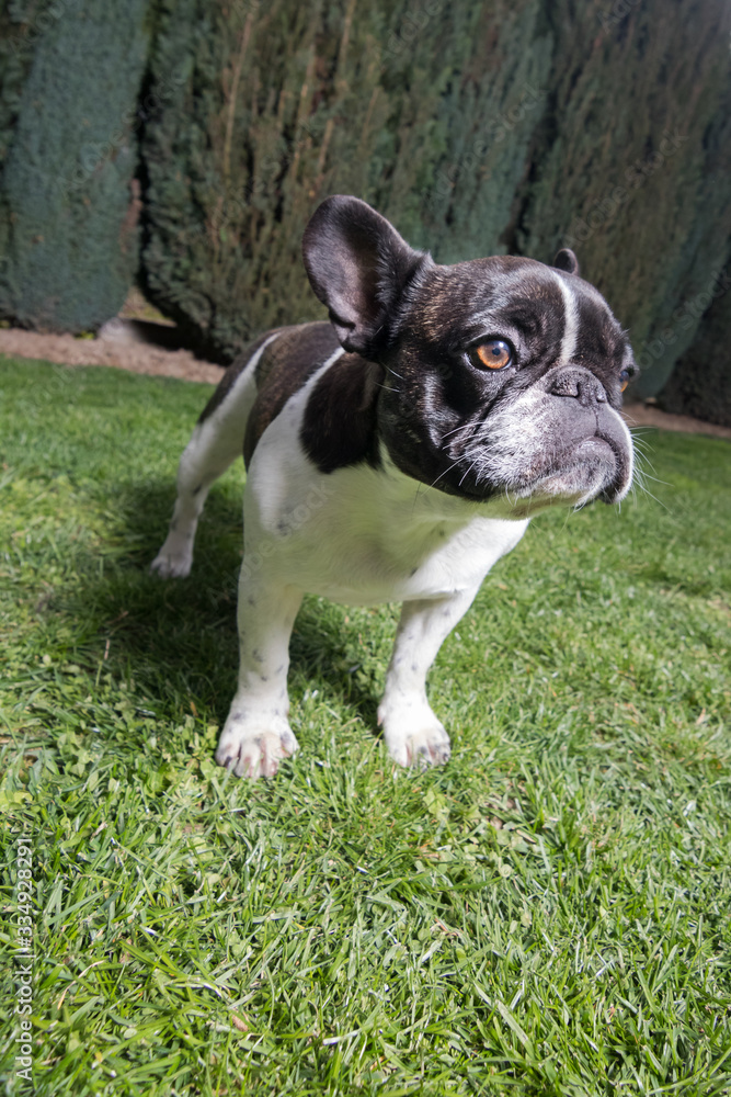 Portrait picture of a French Bulldog puppy who is standing in the yard on the grass.dng