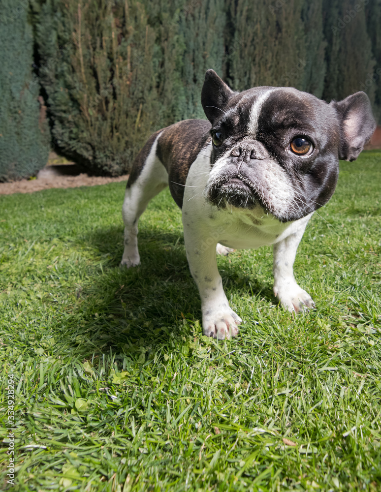 Fototapeta premium Portrait picture of a French Bulldog puppy who is standing in the yard on the grass.dng