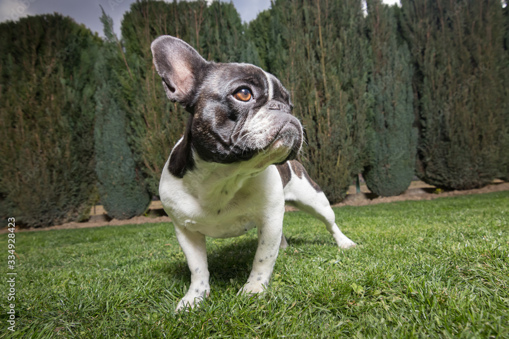 Portrait picture of a French Bulldog puppy who is standing in the yard on the grass.dng