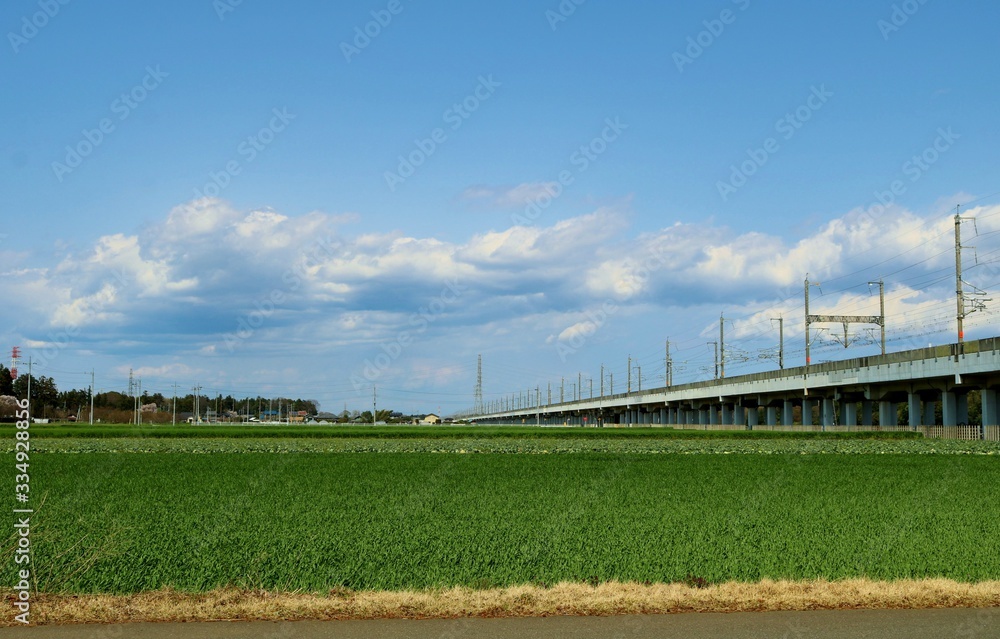 春　麦畑　高架橋　風景　杤木