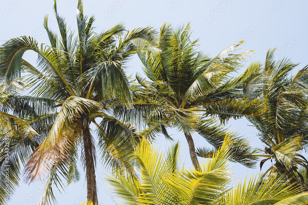 Coconut tree against blue and clear sky background for nature and environment concept Coconut tree against blue and clear sky background for nature and environment concept