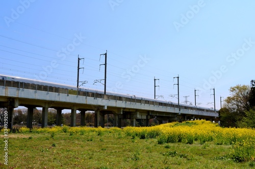 新幹線 高架橋 菜の花 春 風景 杤木