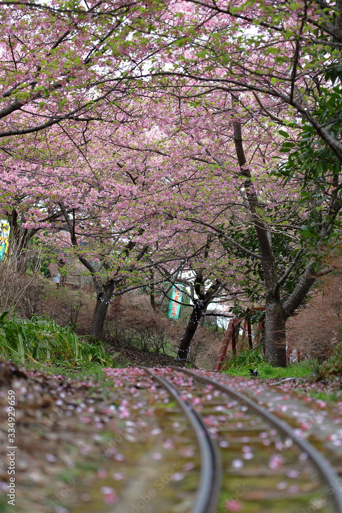 桜の森の小さな鉄道