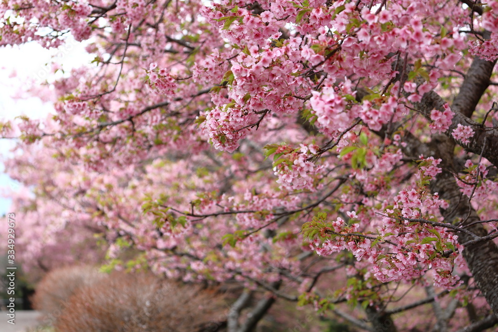 河津さくらの森 河津さくらの森