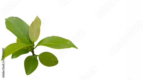 Ficus benjamina leaf, one of the leaves of plants absorbing and storing water in the forest. The picture is taken in isolated mode