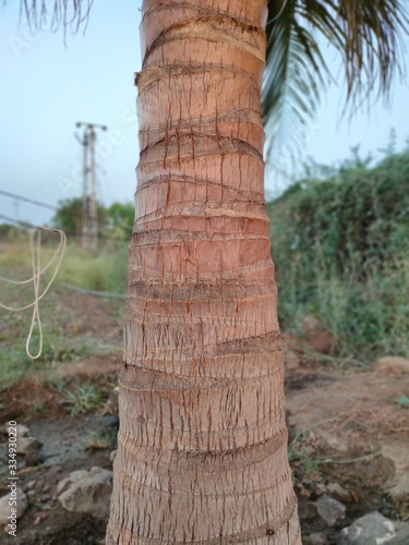 Coconut tree's trunk