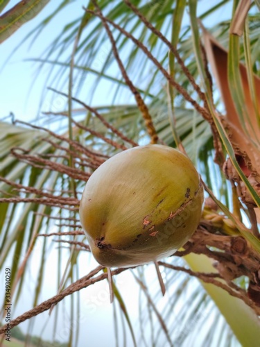 coconut on a tree