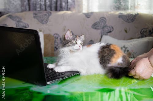 Tricolor fluffy cat on distance learning and working at home in quarantine with the caring hands of the signor photo