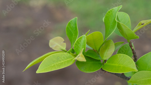 Ficus benjamina leaf, one of the leaves of plants absorbing and storing water in the forest.