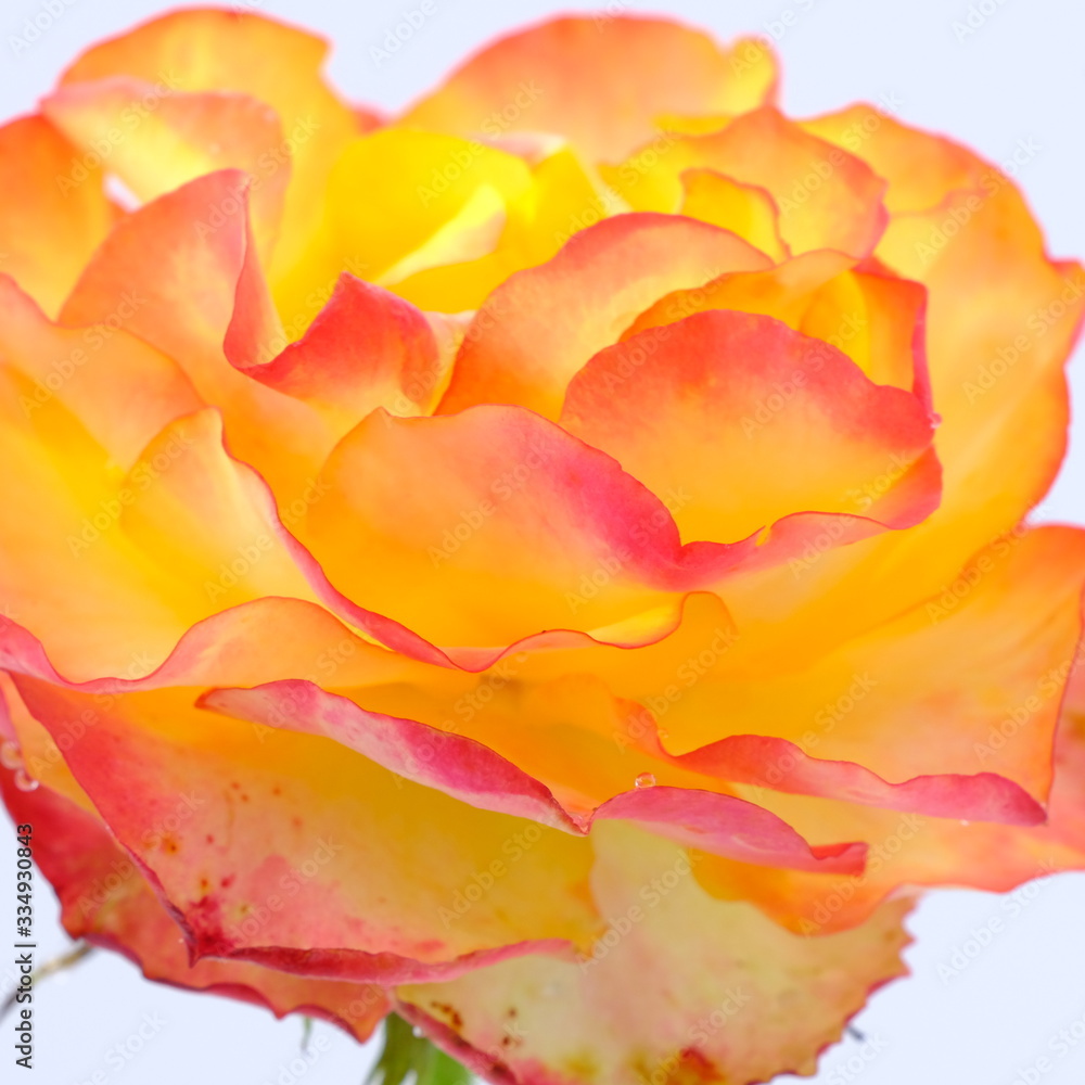 Yellow rose isolated on white background. Deep focus.