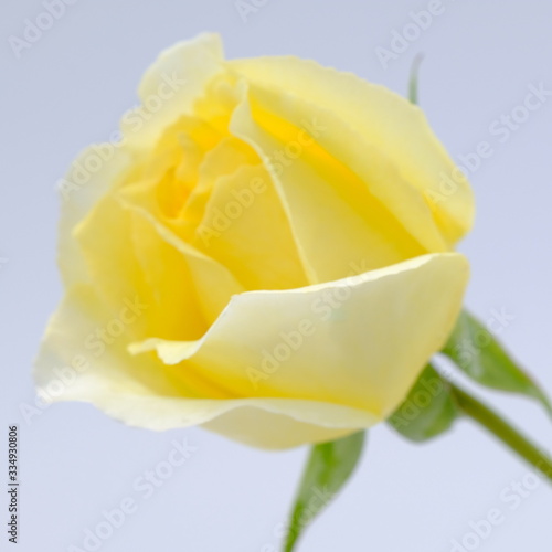Wallpaper Mural Yellow rose isolated on white background. Deep focus. Torontodigital.ca