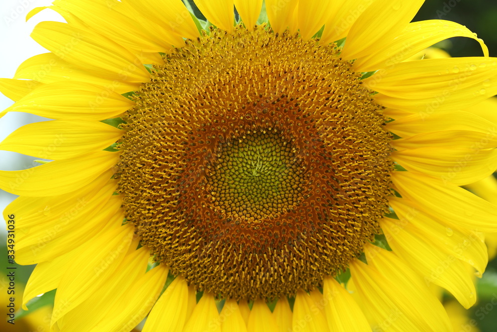 beautiful yellow flower, sunflower blossom blooming in nature beautiful yellow flower, sunflower blossom blooming in nature