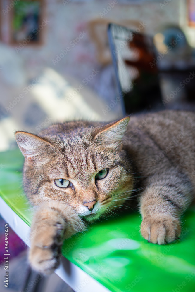 Fluffy brown striped cat on distance learning at home at a laptop, quarantine, isolation, work from home, learning from home, freelance Fluffy brown striped cat on distance learning at home at a laptop, quarantine, isolation, work from home, learning from home, freelance