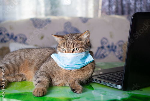 Fluffy brown striped cat in protective mask tired on distance learning at home at a laptop, quarantine, isolation, work from home, learning from home, freelance