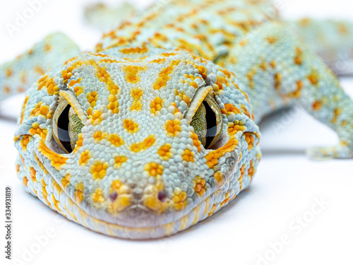Close up Gecko Header. Eye gecko isolated white background