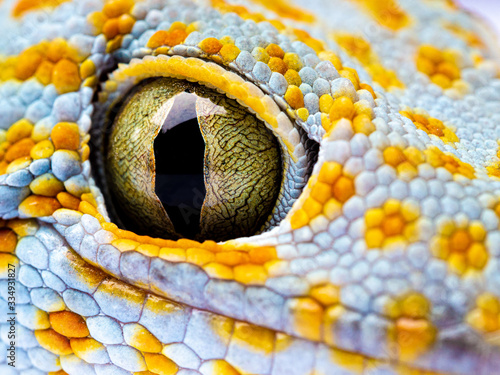 Close up Gecko Header. Eye gecko isolated white background © khak