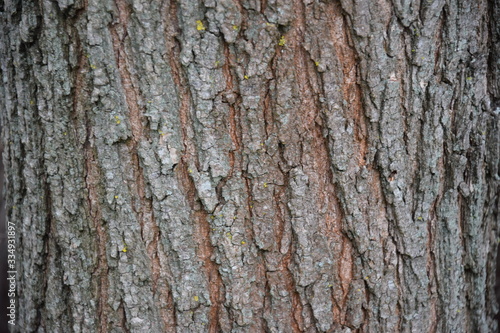 texture of tree bark acacia and olive