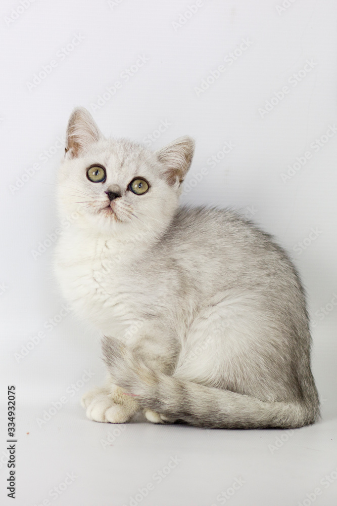 Portrait of British Shorthair cat on a white background.