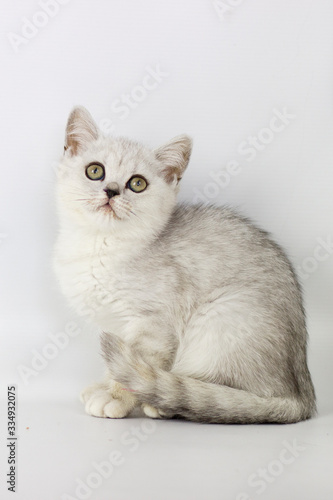 Portrait of British Shorthair cat on a white background. © Katrin