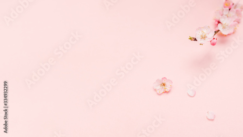 Spring border background with beautiful pink flowering branch. Pastel pink background, bloom delicate flowers. Springtime concept. Beautiful fresh cherry blossom branch on pink background.