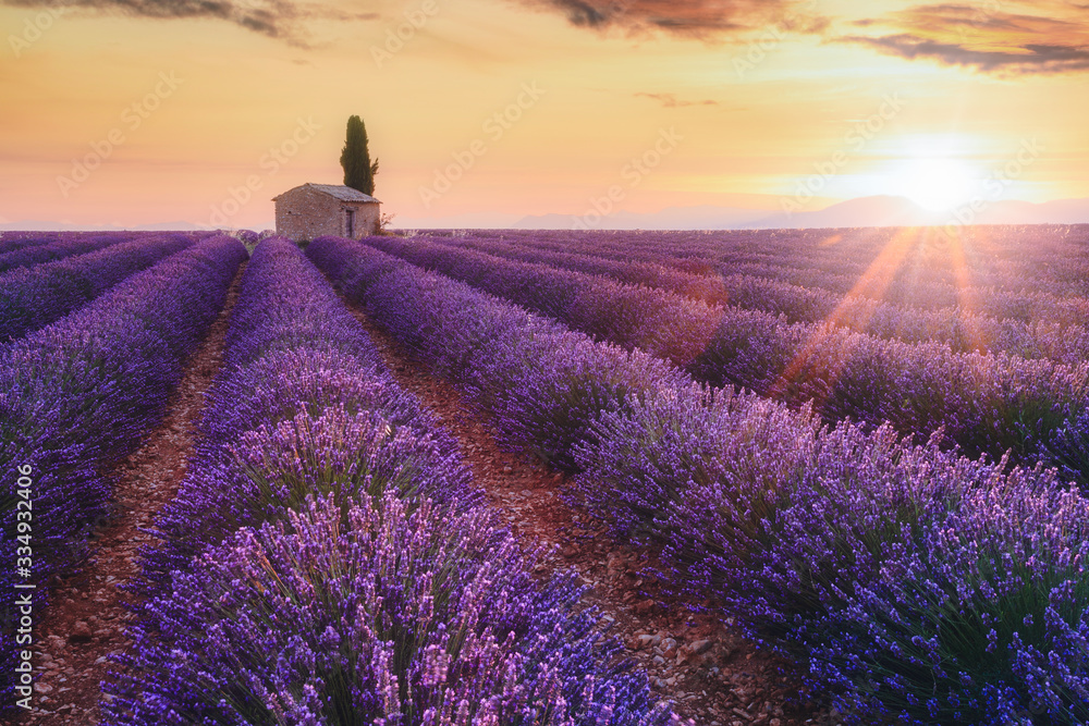 Provence, Southern France. Lavender field at sunrise, Valensole