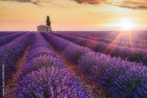 Provence, Southern France. Lavender field at sunrise, Valensole © ronnybas