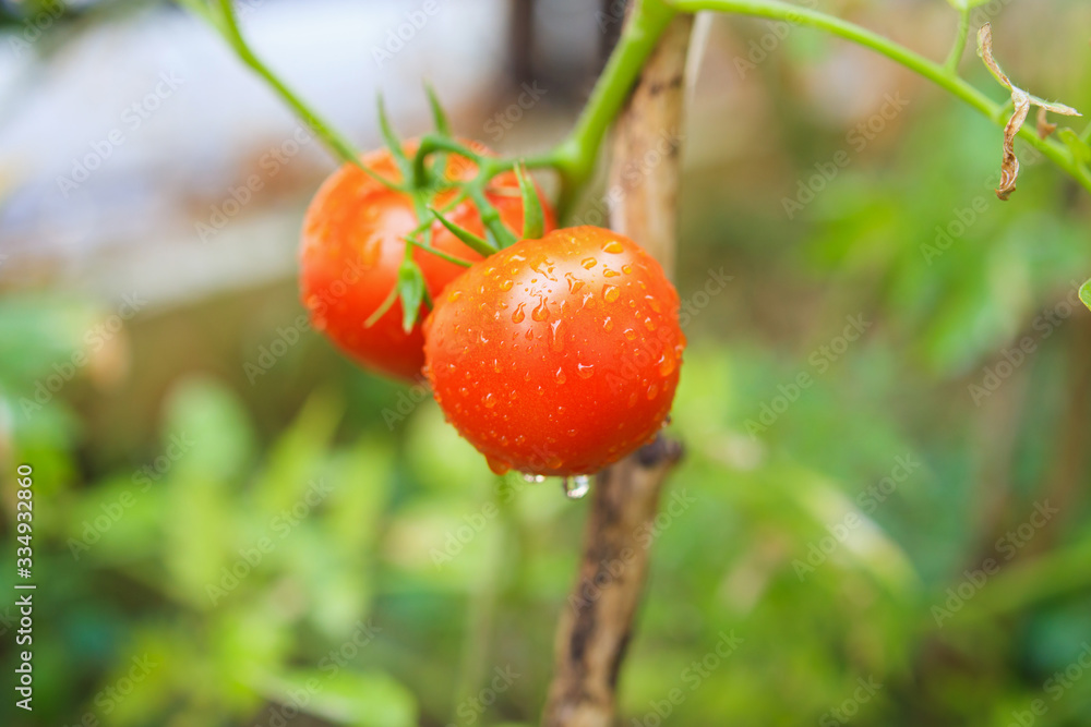 Fresh red ripe tomatoes plant hanging on the vine growth in organic garden ready to harvest