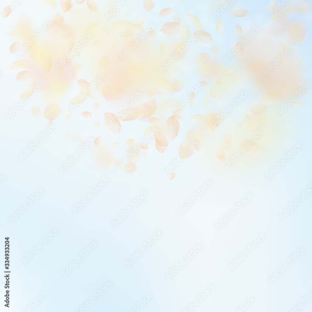 Yellow orange flower petals falling down. Rare rom Yellow orange flower petals falling down. Rare rom