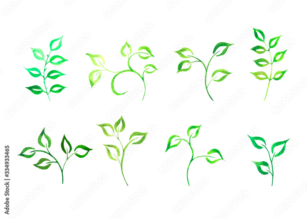 Set of green branches with leaves and grass on a white background. Isolated on white background. Watercolor stock illustration. 