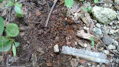 Wallpaper Mural Red ants with natural background Torontodigital.ca