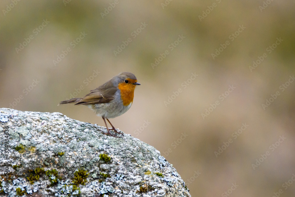European robin, Erithacus rubecula bird on stone. European robin, Erithacus rubecula bird on stone.