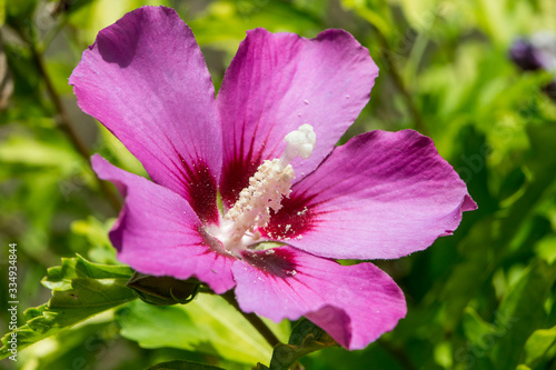 Fleur