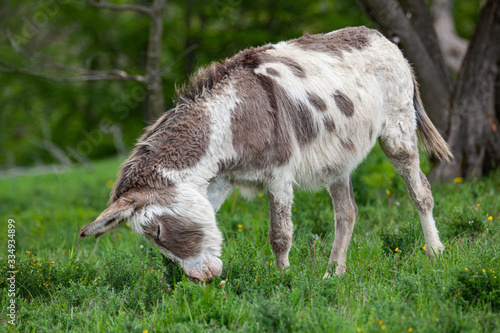 Donkey in a meadow