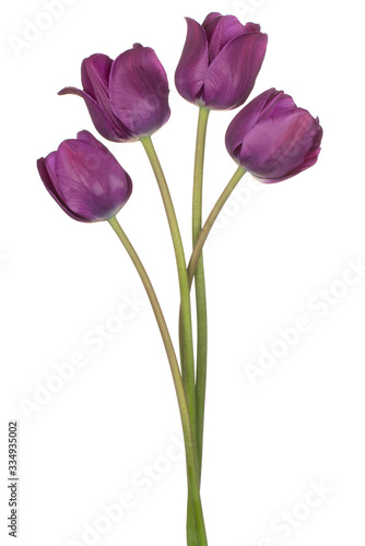 Fototapeta Naklejka Na Ścianę i Meble -  tulip flower isolated