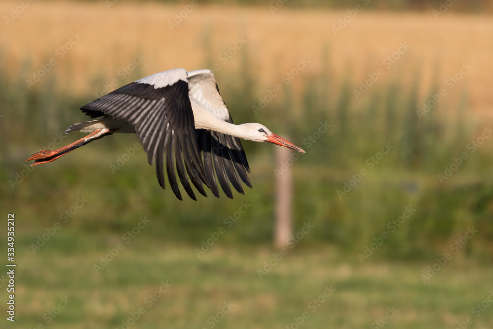 Naklejka premium Storch im Flug