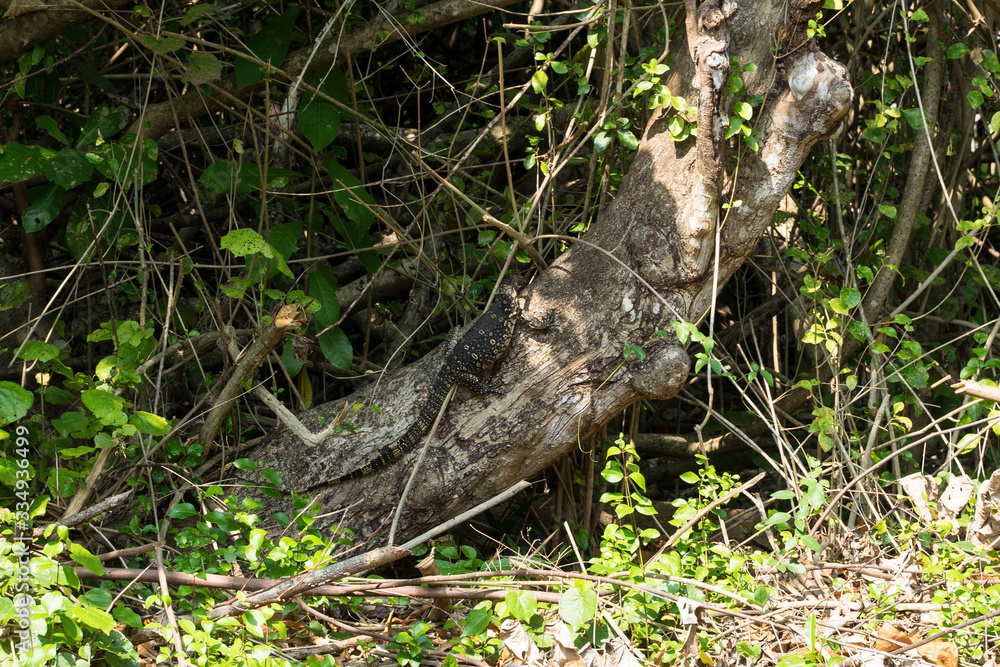 monitor lizard sitting on a tree