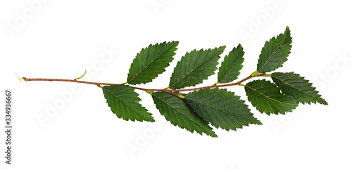 Fresh branch with green leaves