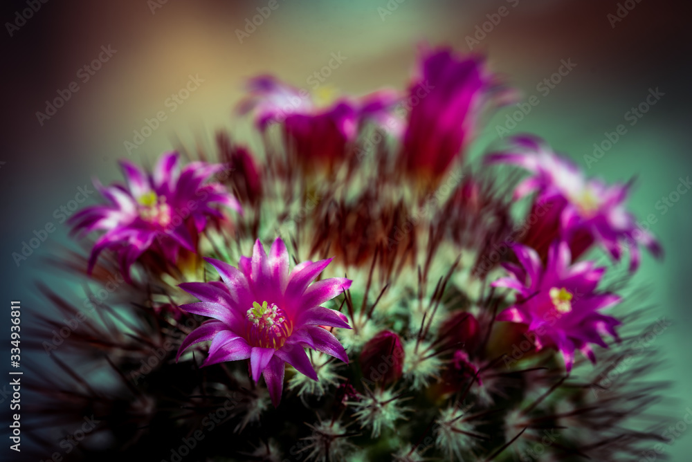 Obraz premium Makro Kaktus mit lila Blüten und Stacheln