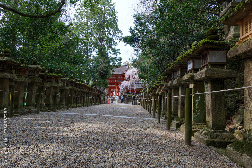 Stone lanterns on the approach to Kasuga Taisha Shrine in Nara Park and cherry blossoms in the distance Stone lanterns on the approach to Kasuga Taisha Shrine in Nara Park and cherry blossoms in the distance