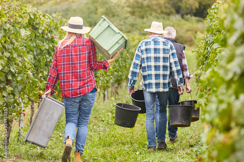 Harvest helpers as seasonal workers during the wine harvest
